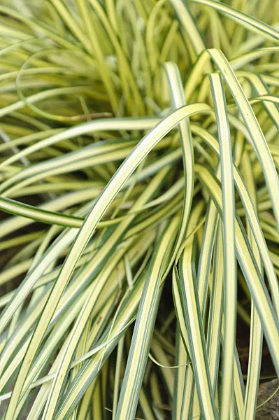 467033 - Japanese sedge (Carex oshimensis 'Evergold' syn. Carex hachijoensis 'Evergold')