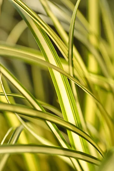 477121 - Japanese sedge (Carex oshimensis 'Evergold' syn. Carex hachijoensis 'Evergold')
