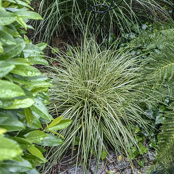 575040 - Japanese sedge (Carex oshimensis 'Evergold' syn. Carex hachijoensis 'Evergold')