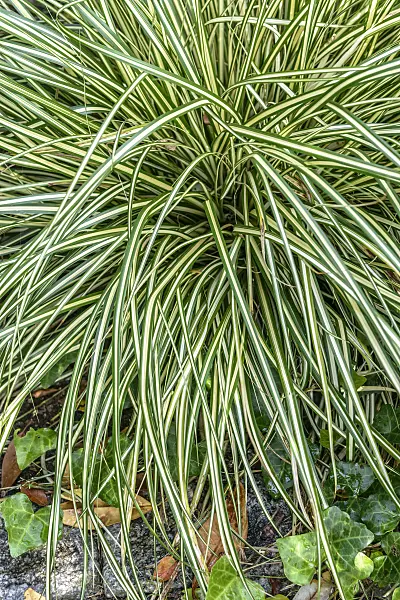 575041 - Japanese sedge (Carex oshimensis 'Evergold' syn. Carex hachijoensis 'Evergold')