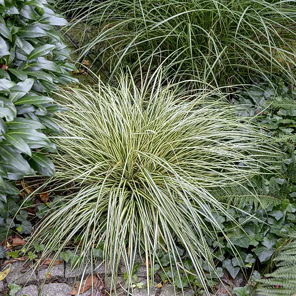 575042 - Japanese sedge (Carex oshimensis 'Evergold' syn. Carex hachijoensis 'Evergold')