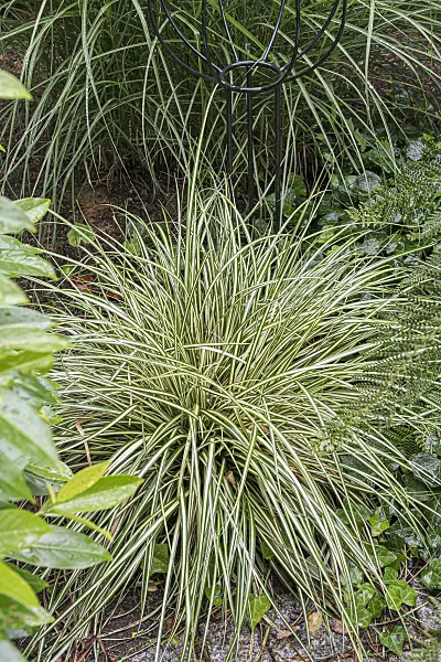 651143 - Japanese sedge (Carex oshimensis 'Evergold' syn. Carex hachijoensis 'Evergold')
