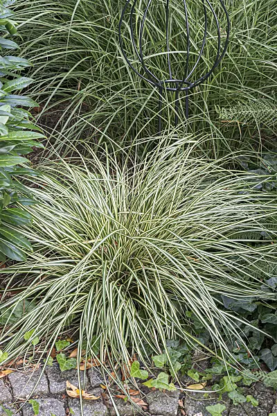 651144 - Japanese sedge (Carex oshimensis 'Evergold' syn. Carex hachijoensis 'Evergold')