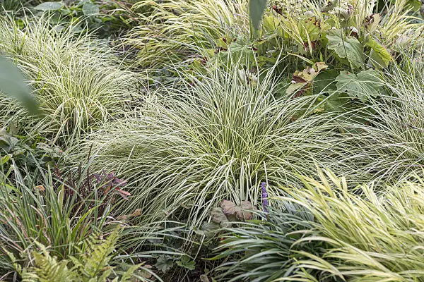 651145 - Japanese sedge (Carex oshimensis 'Evergold' syn. Carex hachijoensis 'Evergold')
