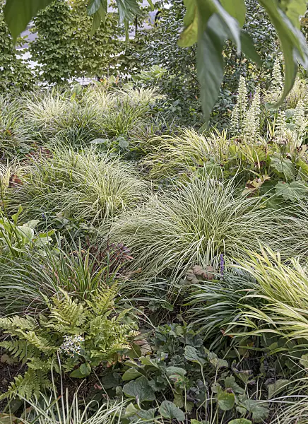 651146 - Japanese sedge (Carex oshimensis 'Evergold' syn. Carex hachijoensis 'Evergold')