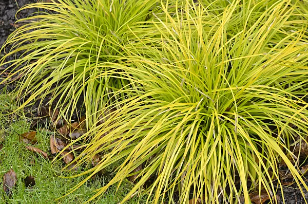 553035 - Japanese sedge (Carex oshimensis 'Everillo' syn. Carex hachijoensis 'Everillo')