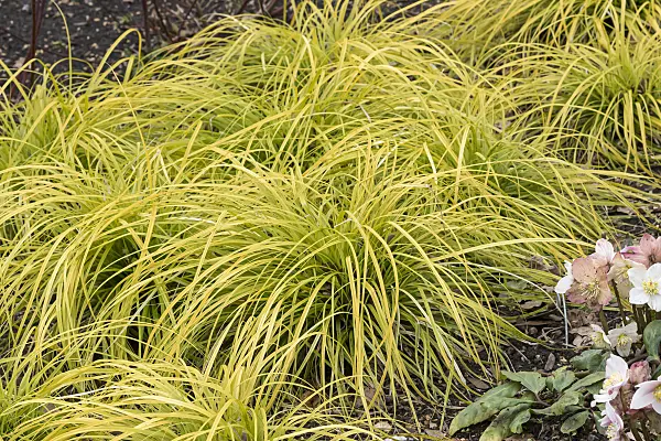 625131 - Japanese sedge (Carex oshimensis 'Everillo' syn. Carex hachijoensis 'Everillo')