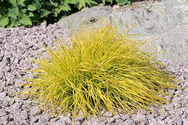 664062 - Japanese sedge (Carex oshimensis 'Everillo' syn. Carex hachijoensis 'Everillo')