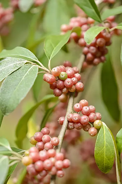 525175 - Japanese silverberry (Elaeagnus umbellata)