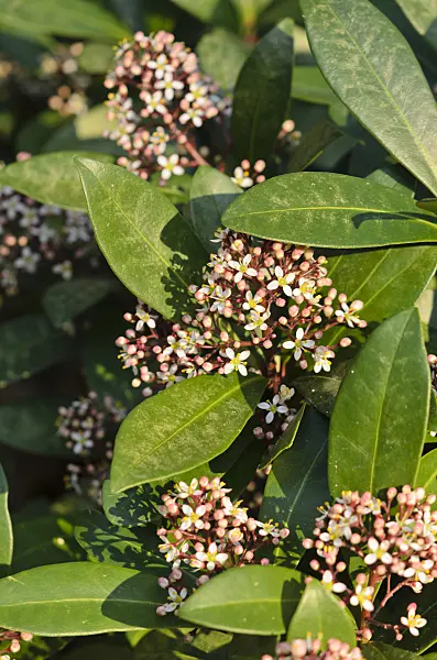 530030 - Japanese skimmia (Skimmia japonica)