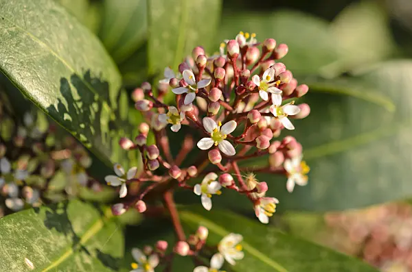 530031 - Japanese skimmia (Skimmia japonica)