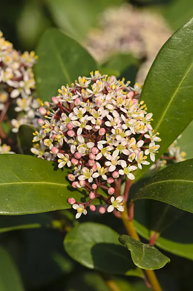 543045 - Japanese skimmia (Skimmia japonica)
