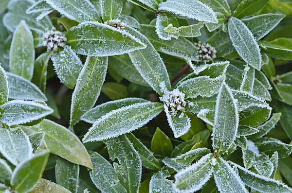 492043 - Japanese skimmia (Skimmia japonica 'Bremen')
