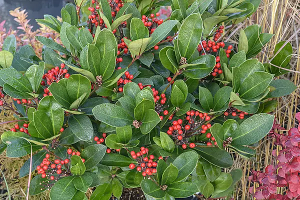 575334 - Japanese skimmia (Skimmia japonica 'Obsession')