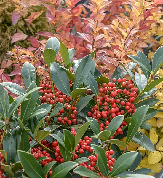 575332 - Japanese skimmia (Skimmia japonica 'Pabella')