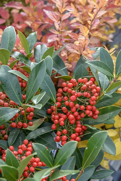 575333 - Japanese skimmia (Skimmia japonica 'Pabella')