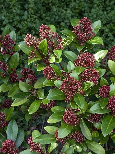 457009 - Japanese skimmia (Skimmia japonica 'Rubella')