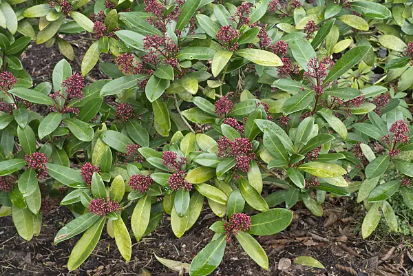 566076 - Japanese skimmia (Skimmia japonica 'Rubella')