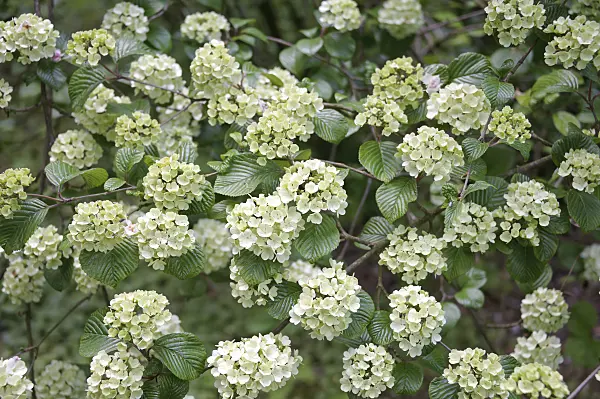535331 - Japanese snowball (Viburnum plicatum)