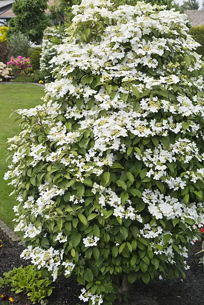 544170 - Japanese snowball (Viburnum plicatum)