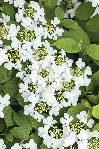 638372 - Japanese snowball (Viburnum plicatum 'Dart's Red Robin')