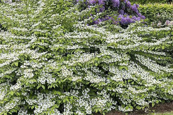 638373 - Japanese snowball (Viburnum plicatum 'Dart's Red Robin')