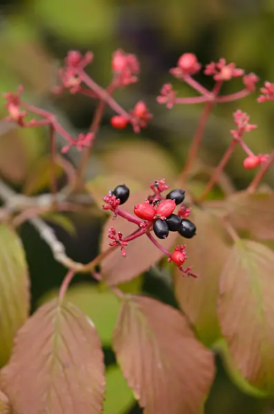 523138 - Japanese snowball (Viburnum plicatum 'Lanarth')