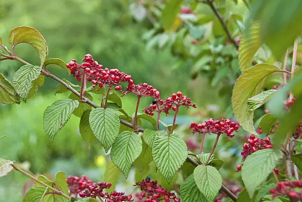 502450 - Japanese snowball (Viburnum plicatum 'Mariesii')