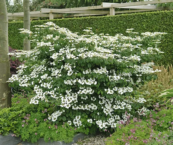 502451 - Japanese snowball (Viburnum plicatum 'Mariesii')