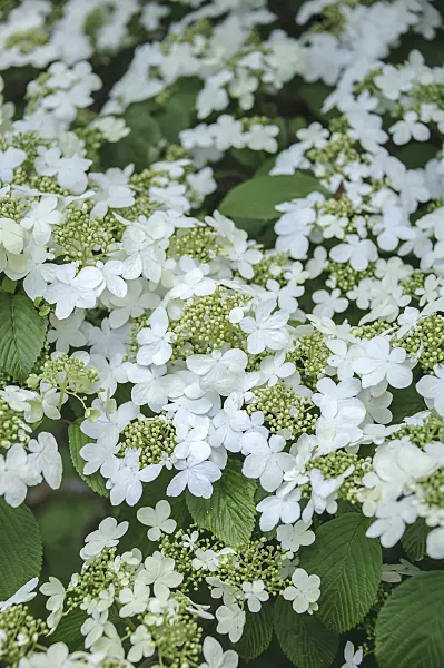 535330 - Japanese snowball (Viburnum plicatum 'Mariesii')