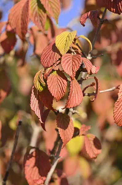 548062 - Japanese snowball (Viburnum plicatum 'Mariesii')