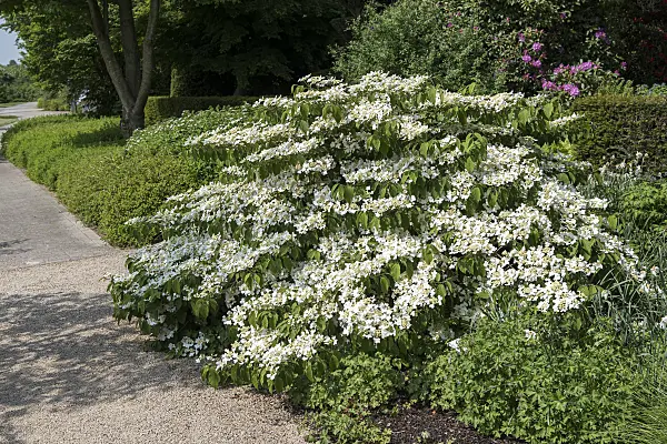 651566 - Japanese snowball (Viburnum plicatum 'Mariesii')
