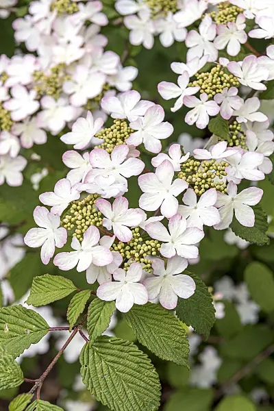 638374 - Japanese snowball (Viburnum plicatum 'Pink Beauty')