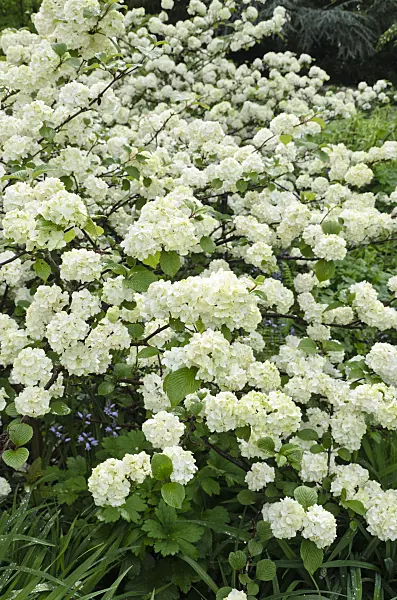 508074 - Japanese snowball (Viburnum plicatum 'Rotundifolium')