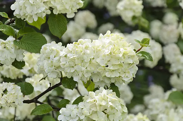 508075 - Japanese snowball (Viburnum plicatum 'Rotundifolium')