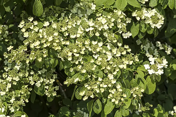 638375 - Japanese snowball (Viburnum plicatum 'Shoshoni')