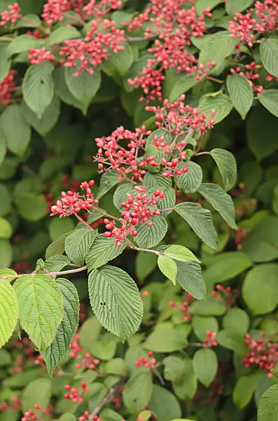 523133 - Japanese snowball (Viburnum plicatum 'Summer Snowflake')
