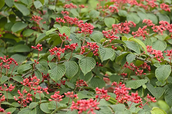 523134 - Japanese snowball (Viburnum plicatum 'Summer Snowflake')