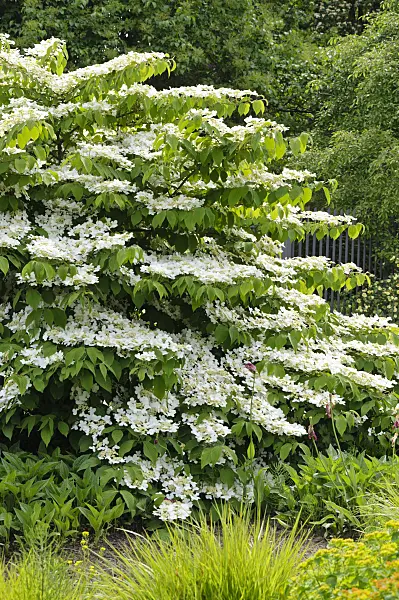 484244 - Japanese snowball (Viburnum plicatum var. tomentosum)