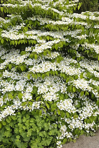 484245 - Japanese snowball (Viburnum plicatum var. tomentosum)