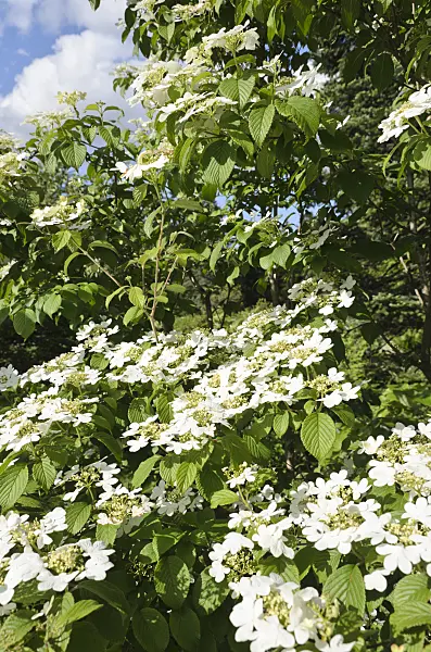 508203 - Japanese snowball (Viburnum plicatum var. tomentosum 'Summer Snowflake')