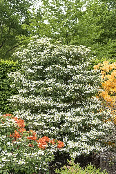 638376 - Japanese snowball (Viburnum plicatum 'Watanabe')
