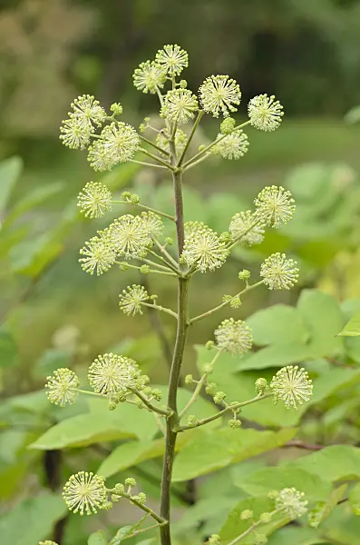 547394 - Japanese spikenard (Aralia cordata)
