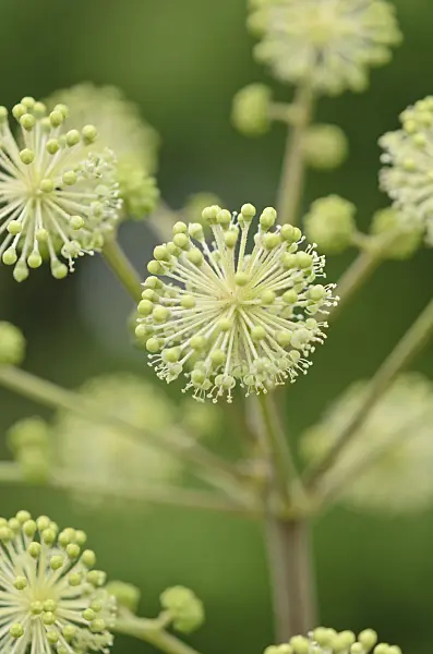 547395 - Japanese spikenard (Aralia cordata)
