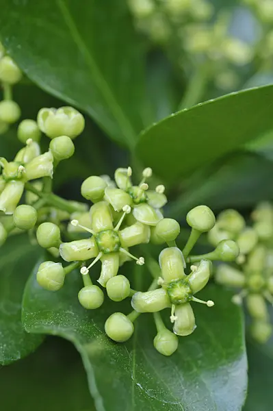 473331 - Japanese spindle tree (Euonymus japonicus)