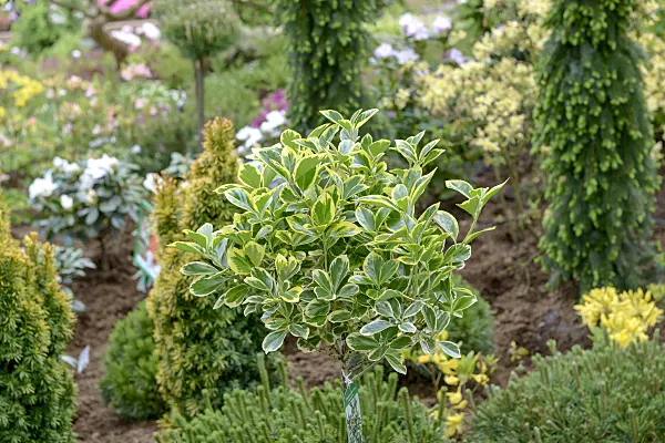 558101 - Japanese spindle tree (Euonymus japonicus 'Albomarginatus')