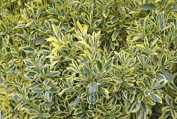 502193 - Japanese spindle tree (Euonymus japonicus 'Aureomarginatus')