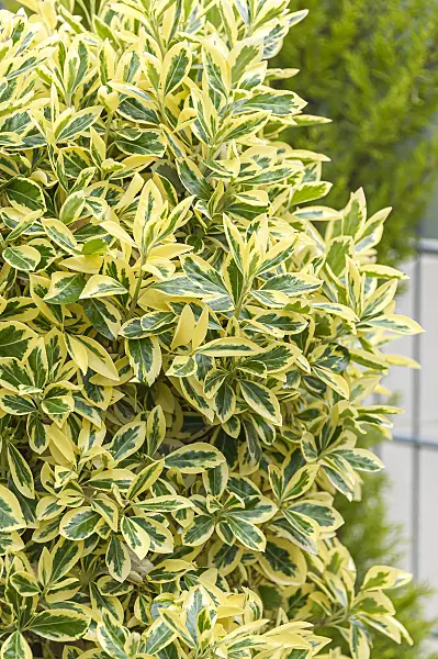 651250 - Japanese spindle tree (Euonymus japonicus 'Bravo')