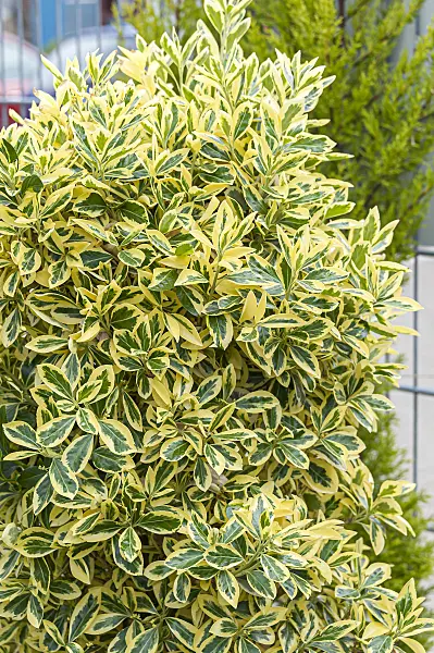 651251 - Japanese spindle tree (Euonymus japonicus 'Bravo')