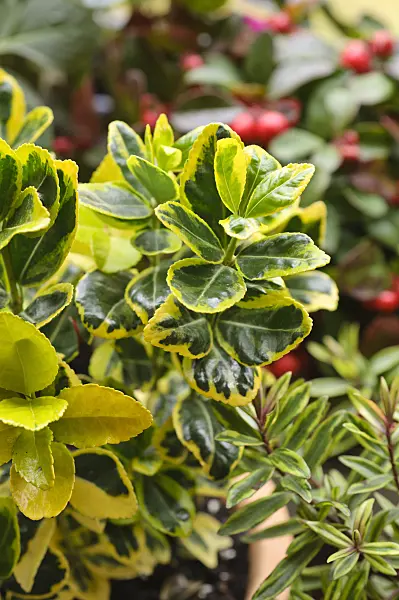 477082 - Japanese spindle tree (Euonymus japonicus 'Marieke')